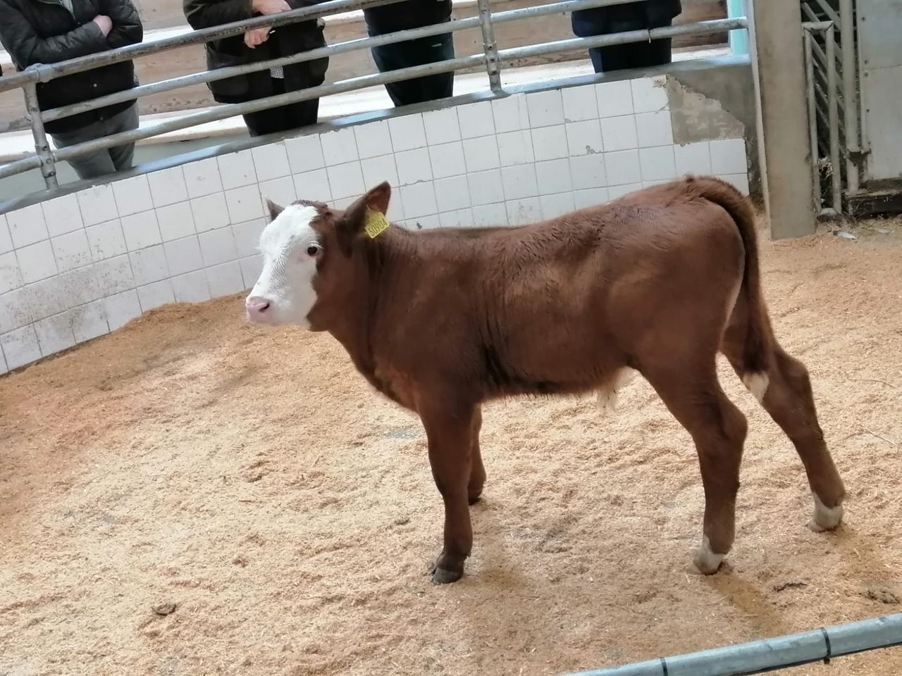 Autumn calf sales kick-off at marts