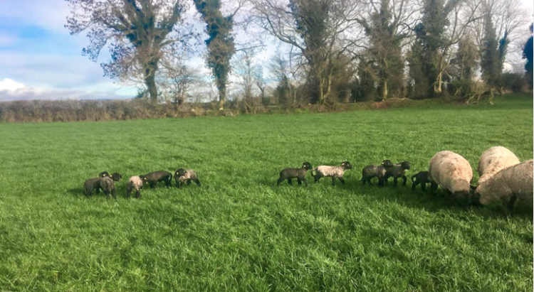 Sheep management: Grazing wet pastures can cause the onset of grass tetany in ewes