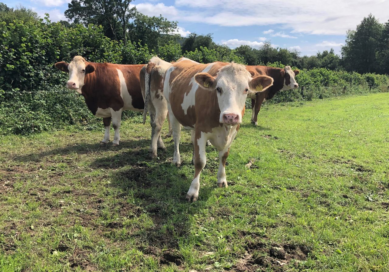 Dairy focus: Thinking outside the box in Co. Kilkenny