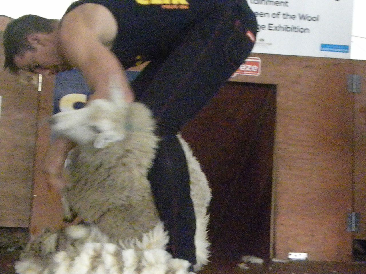 China continues to dictate Irish wool prices