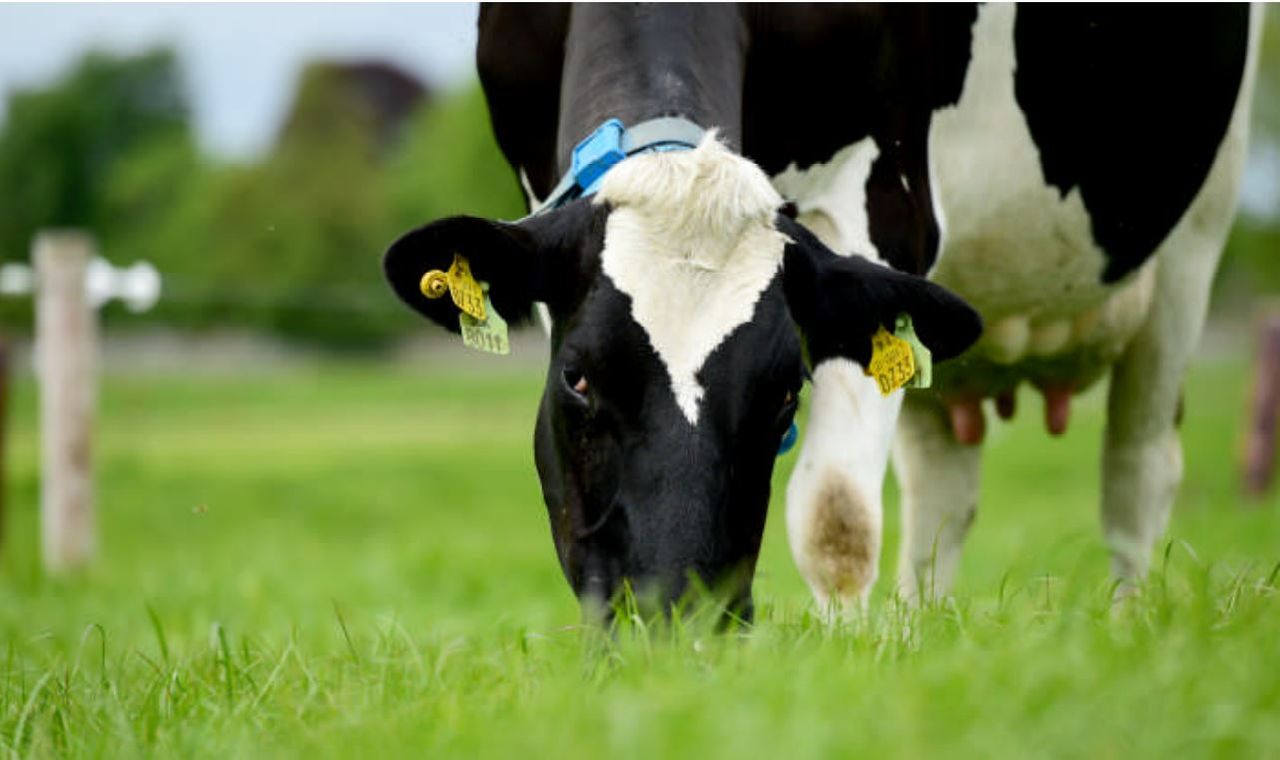 Are insurance schemes the future of farm support in the EU?