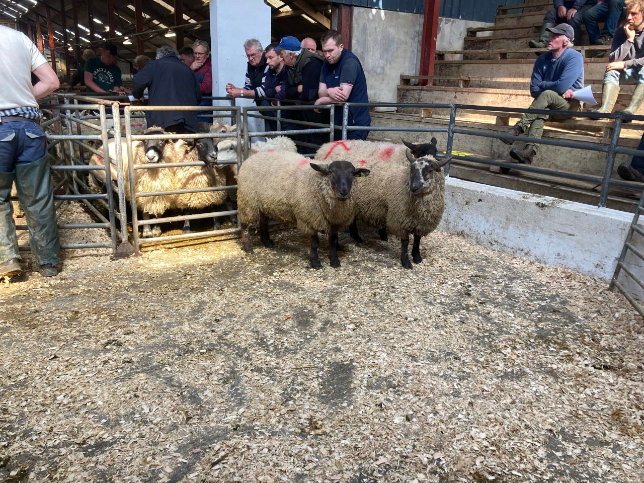 Hogget trade remains largely steady at marts as supplies tighten