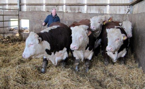 Irish Herefords en route to Russia