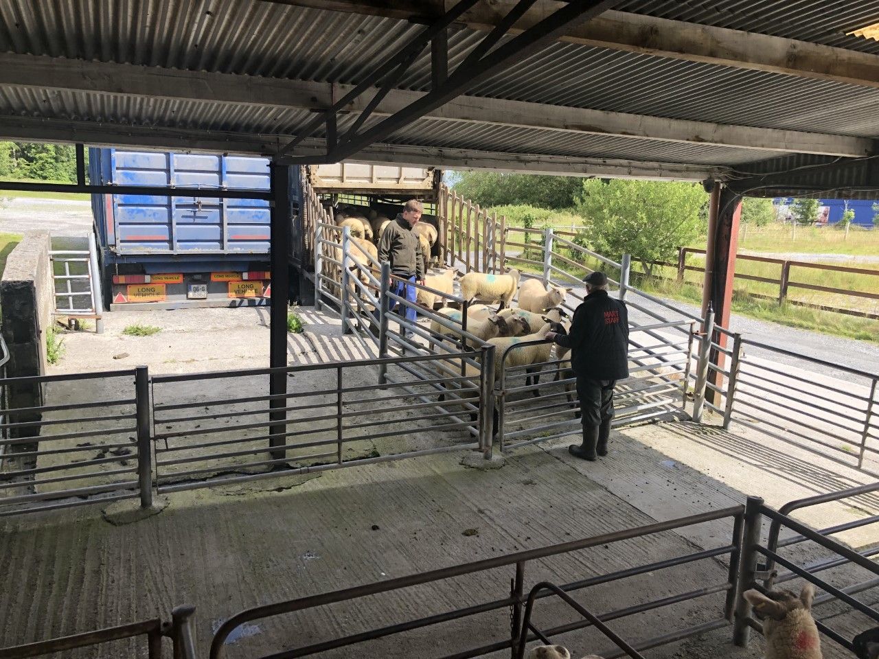Sheep trade: 'Deals of up to €5.35-5.40/kg being achieved for lambs'