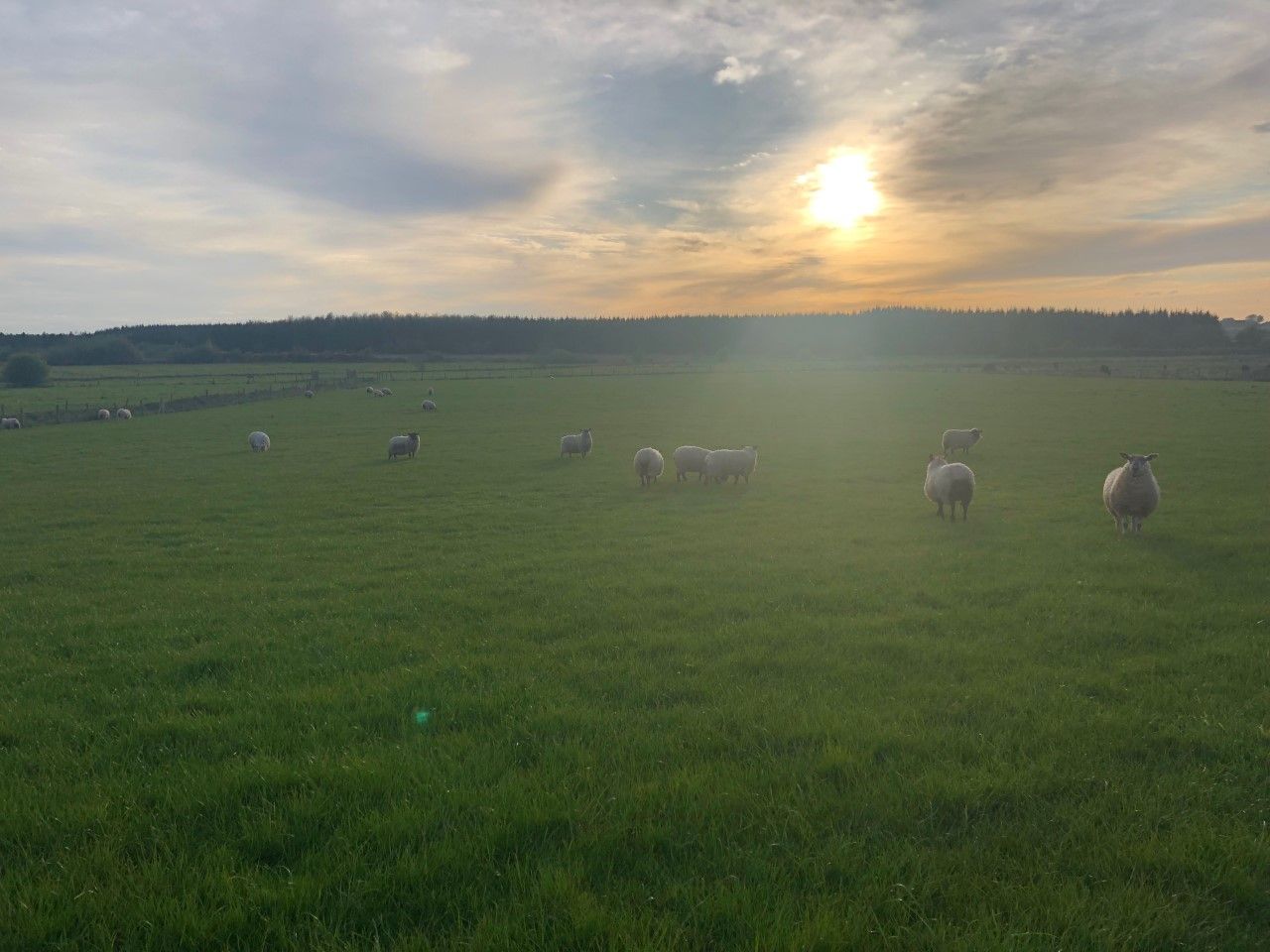 What are the challenges you face when it comes to flock health and nutrition?
