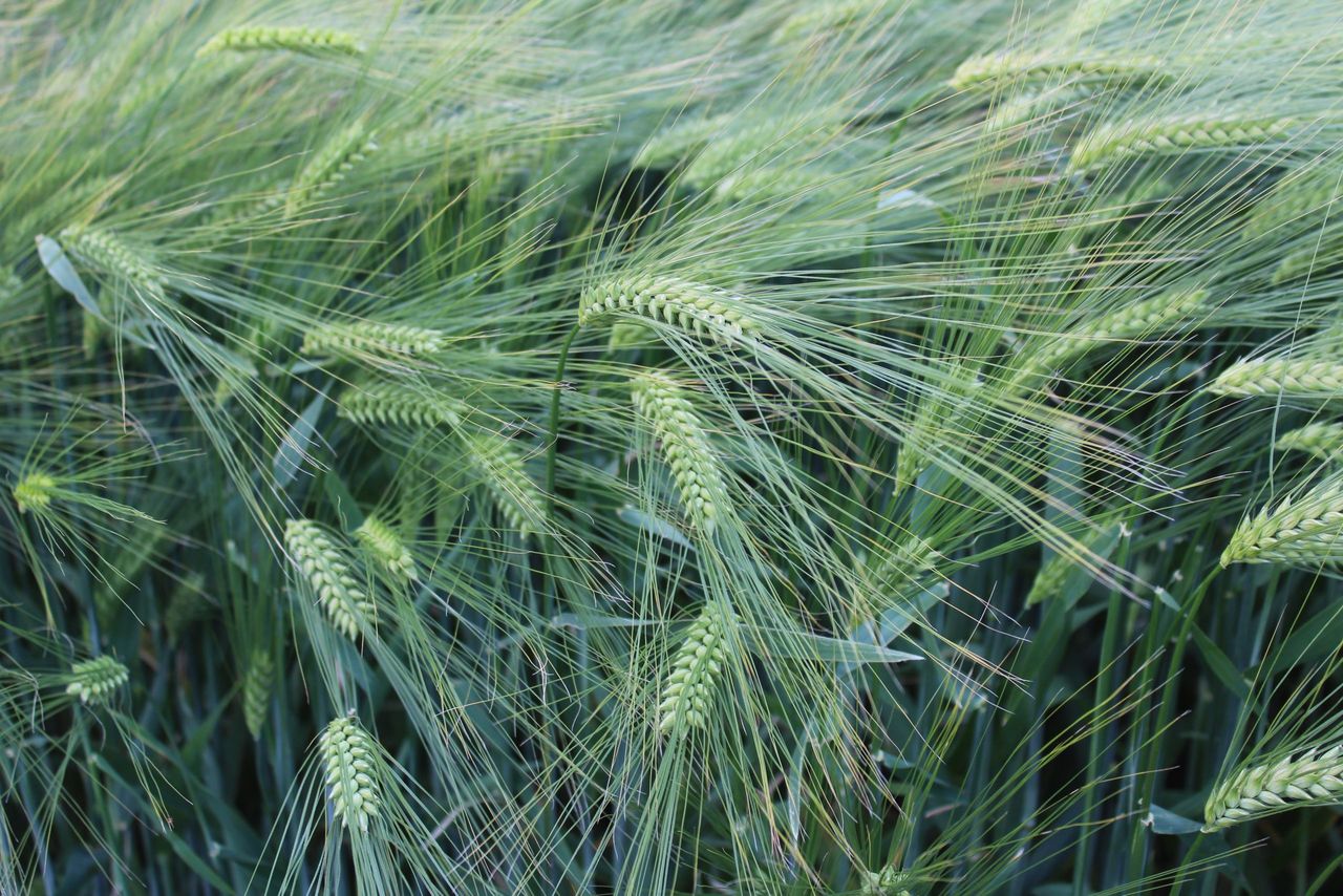 Goldcrop is offering a number of six-row winter barley varieties that have BYDV tolerance