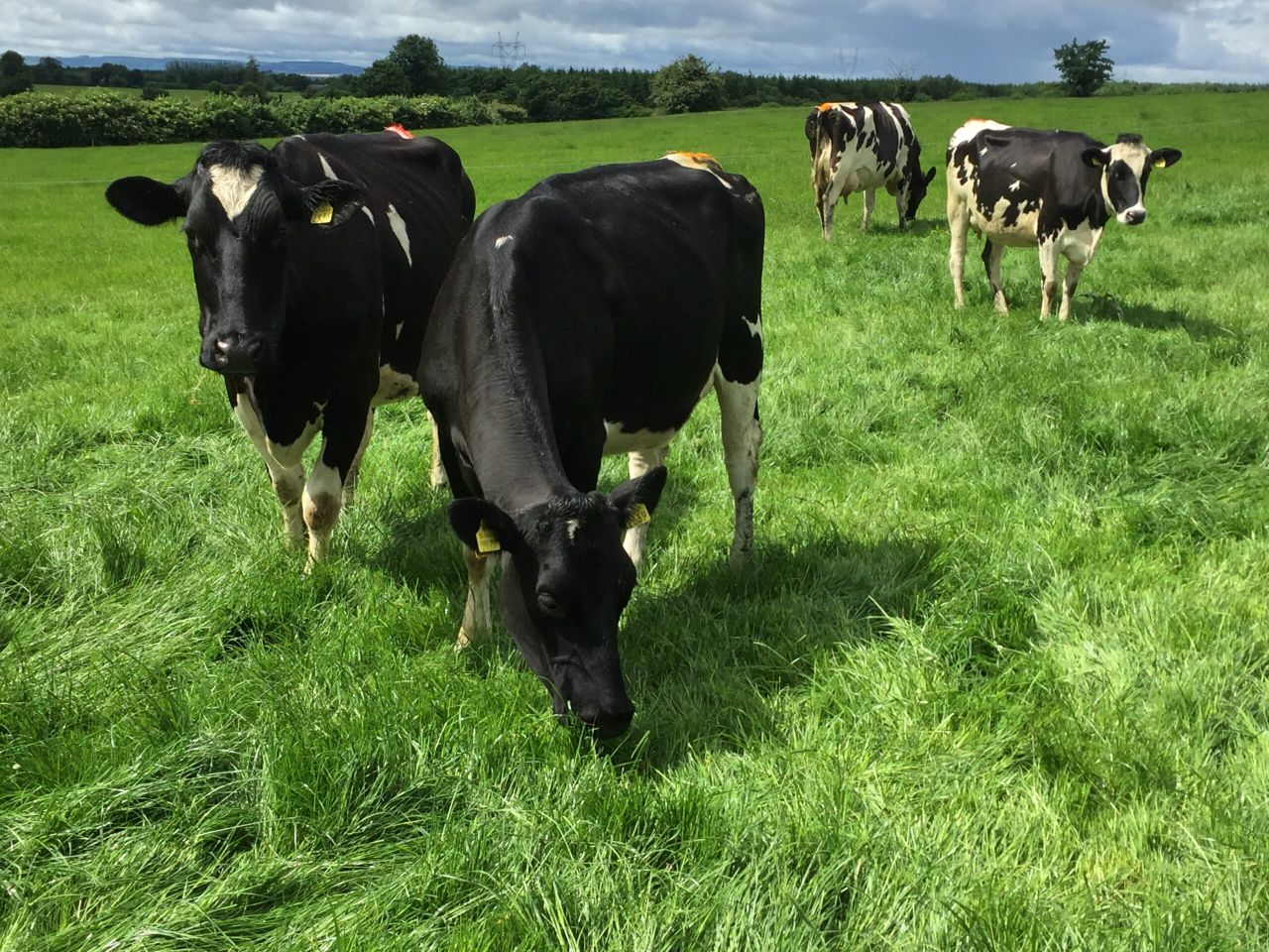 Arrabawn sets price for September milk supplies