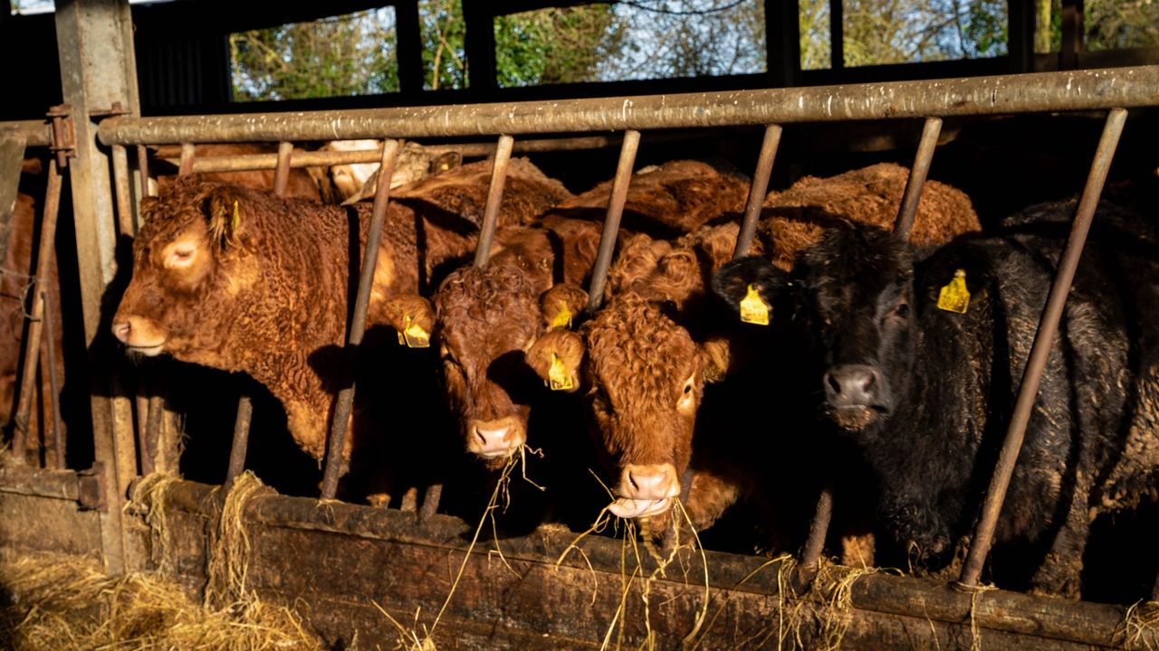 Beef price of €6/kg urgently needed as 'processors can give more' - ICSA