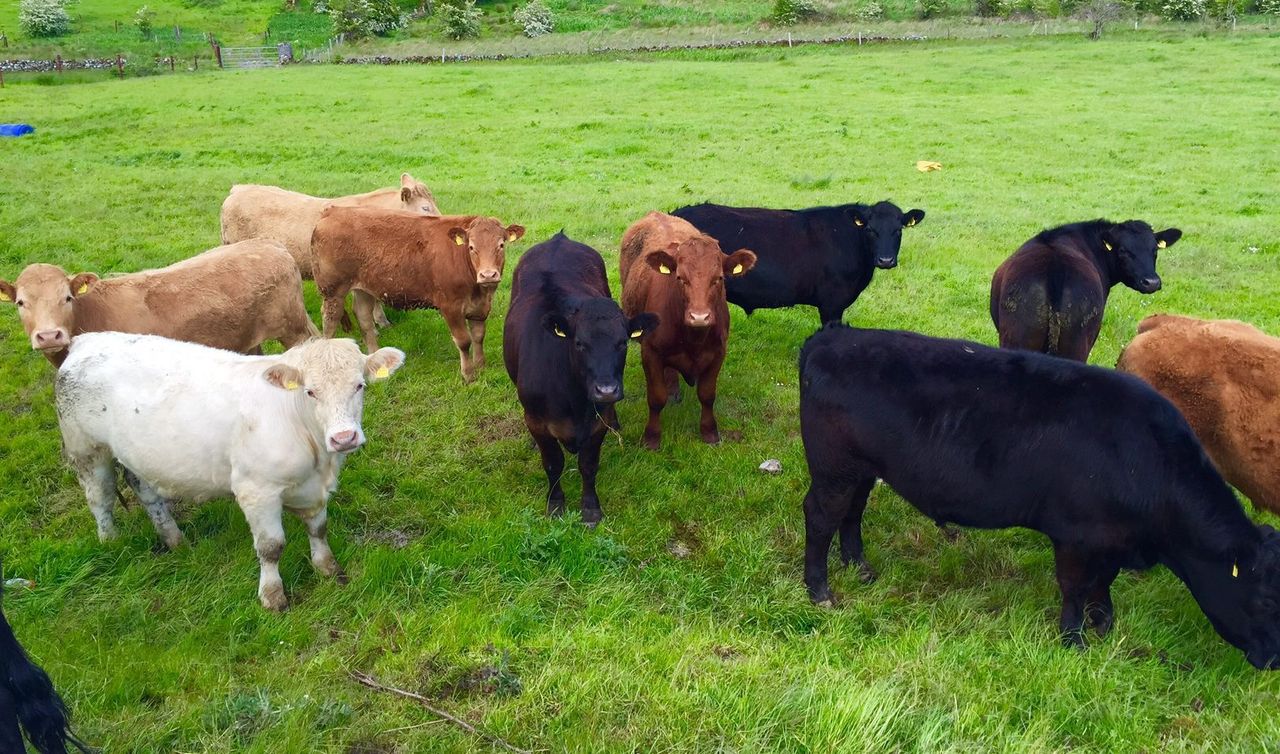 Further contracts to ship Irish cattle to Turkey expected