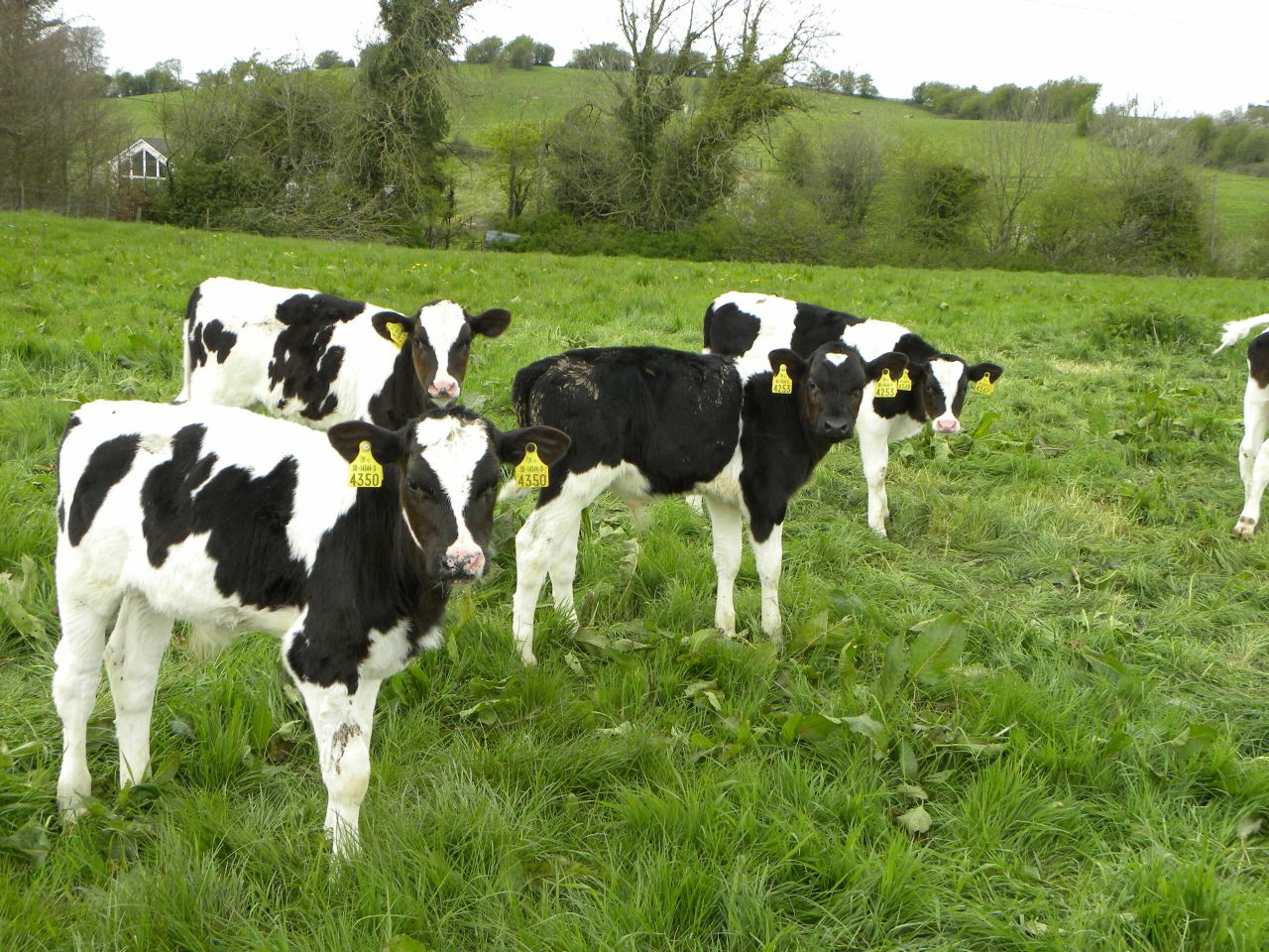 Have you considered turning out some older calves to grass?