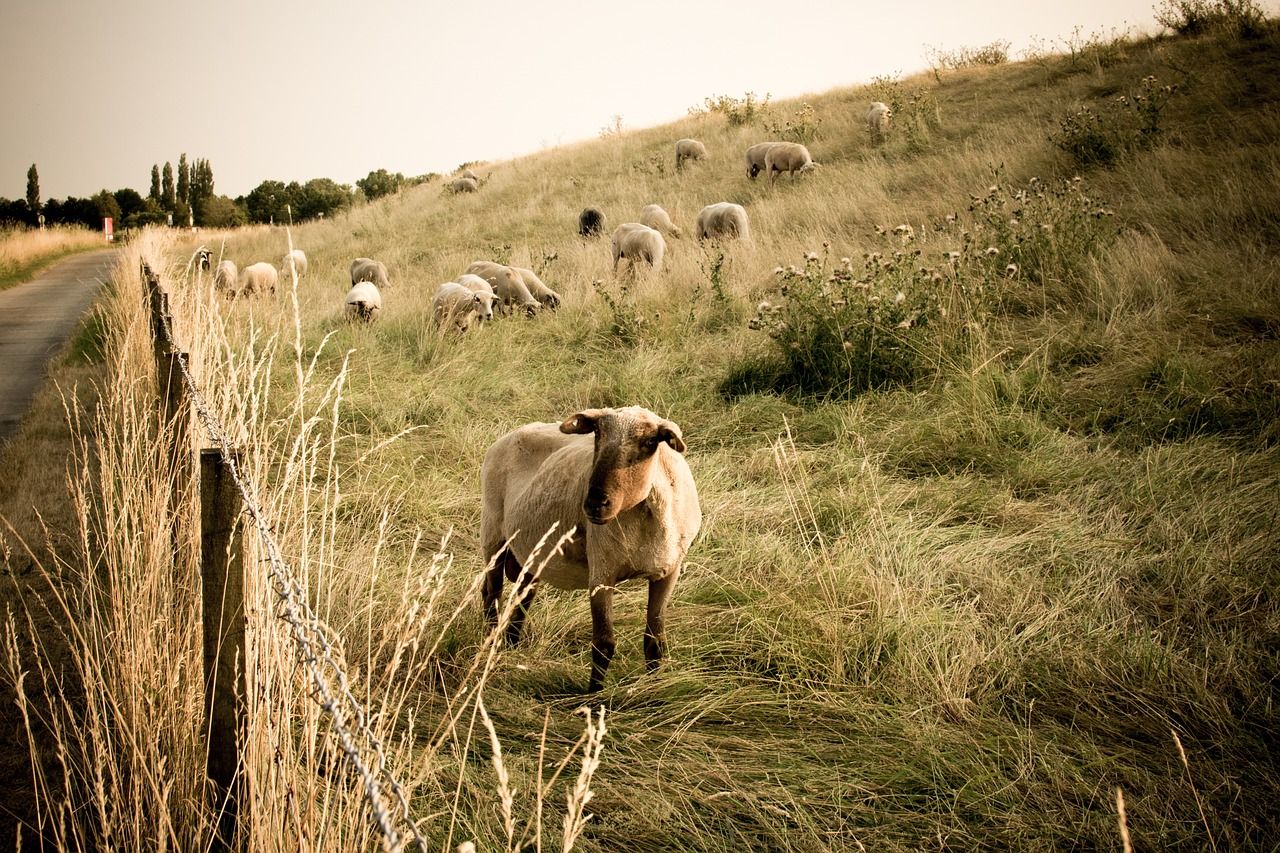 Scarcity of skilled shearers poses challenge for Australian lamb