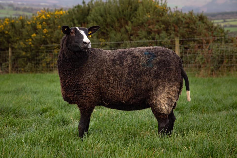 Irish Zwartbles Sheep Association in deadlock with the department