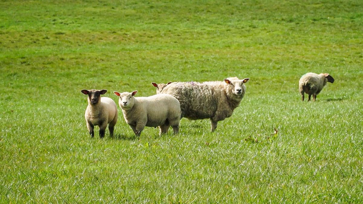 Rollover of Sheep Welfare Scheme important for new entrants - IFA