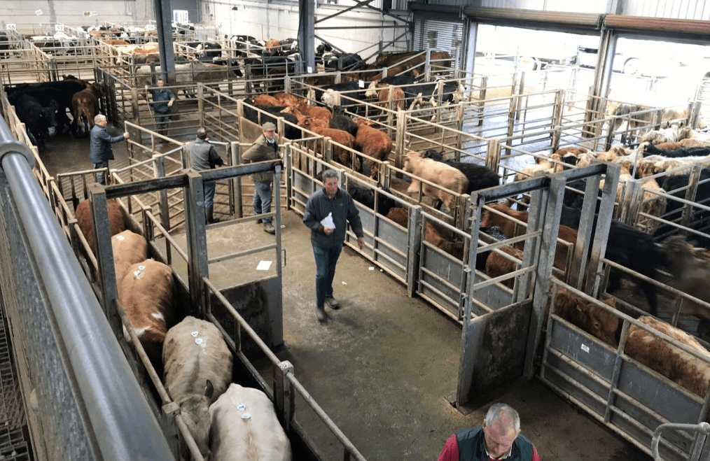 Cattle marts: Less exporter activity in some areas