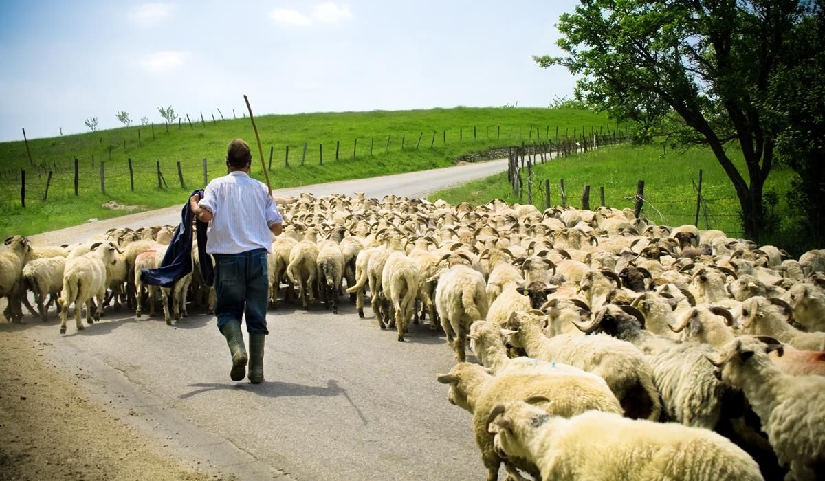 Minister rules out top-up for hill farmers in new sheep scheme
