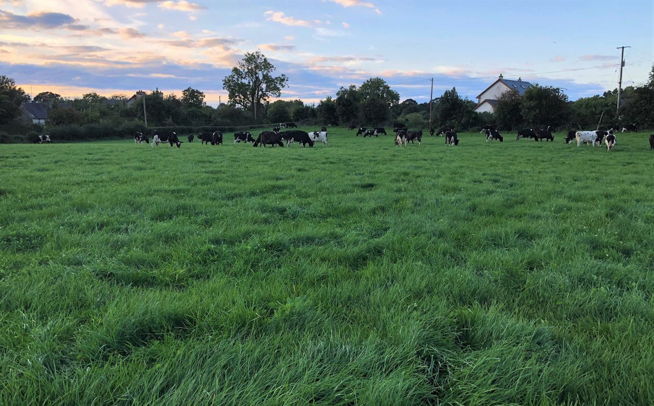 Greater grass utilisation achieves €616/ha more than the average