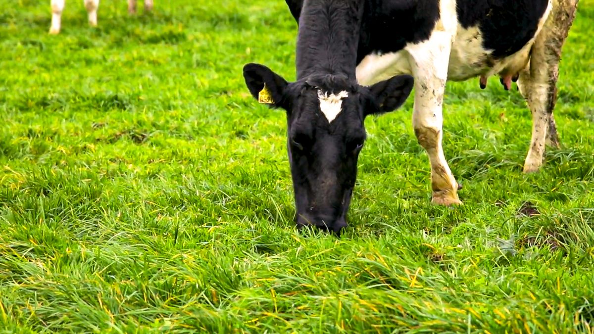 Lowest uptake of organic scheme among dairy farmers