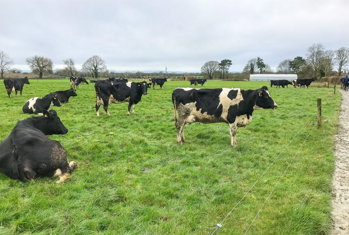 Dairy focus: Farming in a 'niche sector' in Co. Kildare