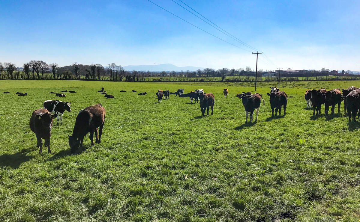 Dairy beef scheme budget to exceed €10m per year from 2025