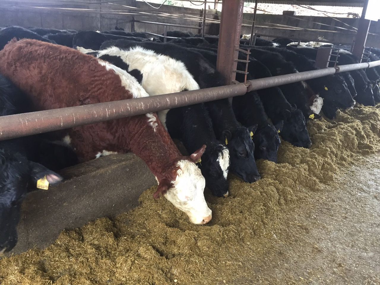 Irish heifer prices continue to rise, as the North and Britain report falls