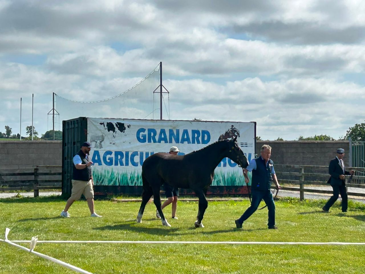 Listen - pedigree cattle, vintage tractors and alpacas at Granard Show