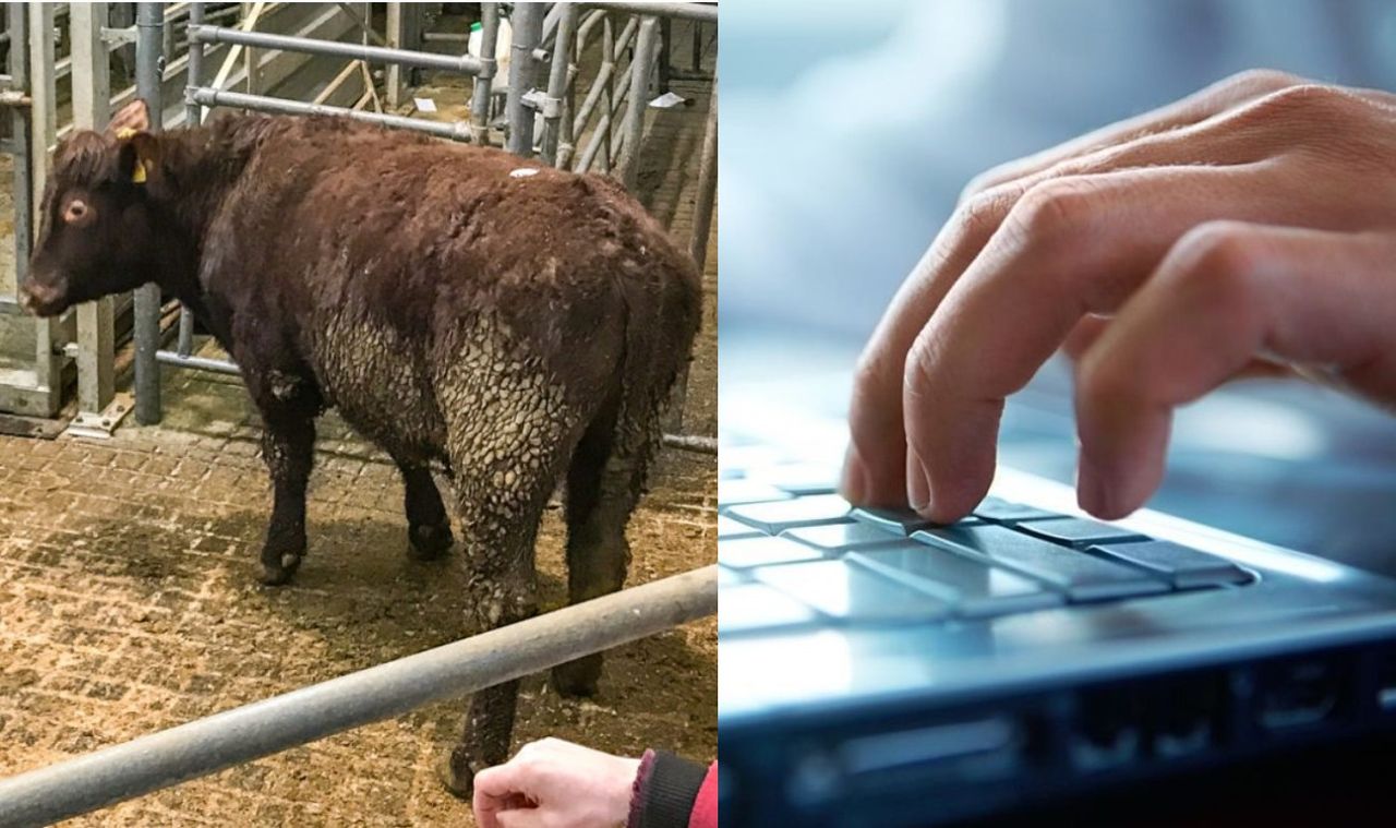 Government's own website says 40% of marts don't have decent broadband - Naughten