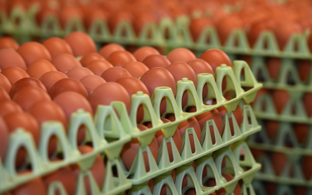 Eggs recalled in US after multi-state salmonella outbreak