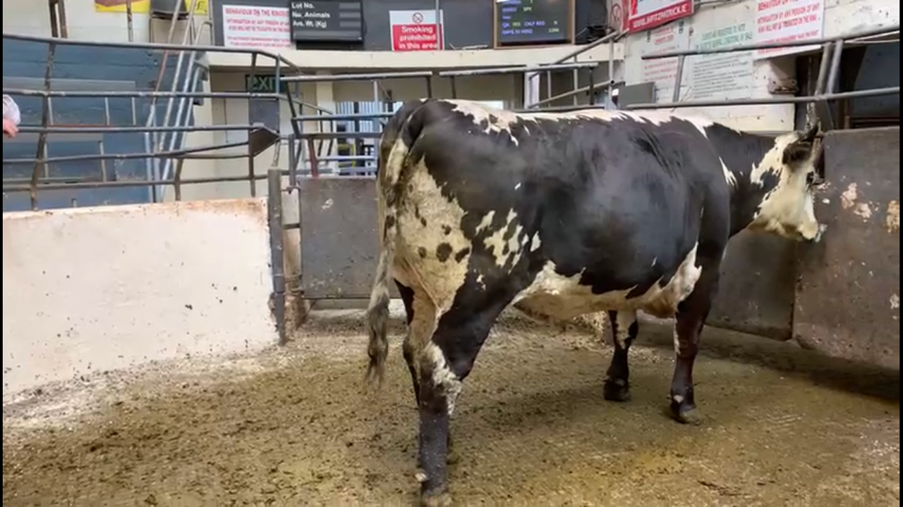 Video: Speckle Park bullock sells for €3,000 at Kilcullen Mart
