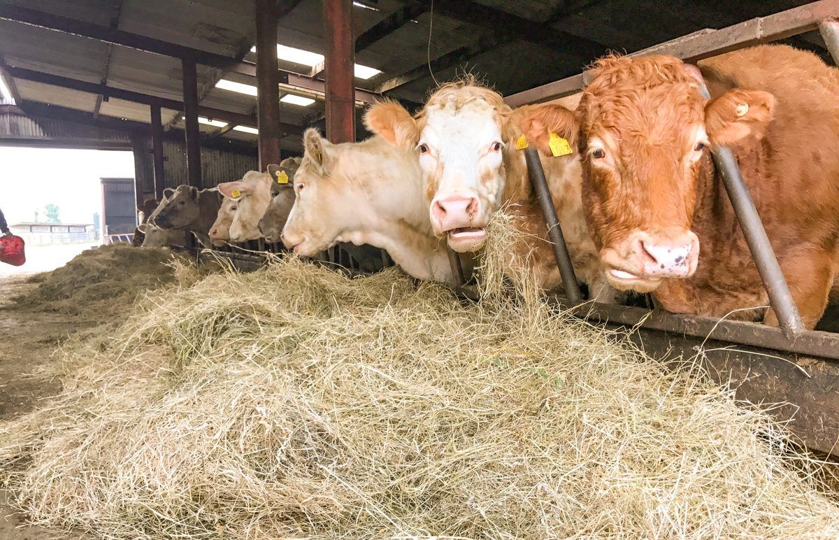 Suckler enterprises: What will my monthly feed costs amount to this winter?