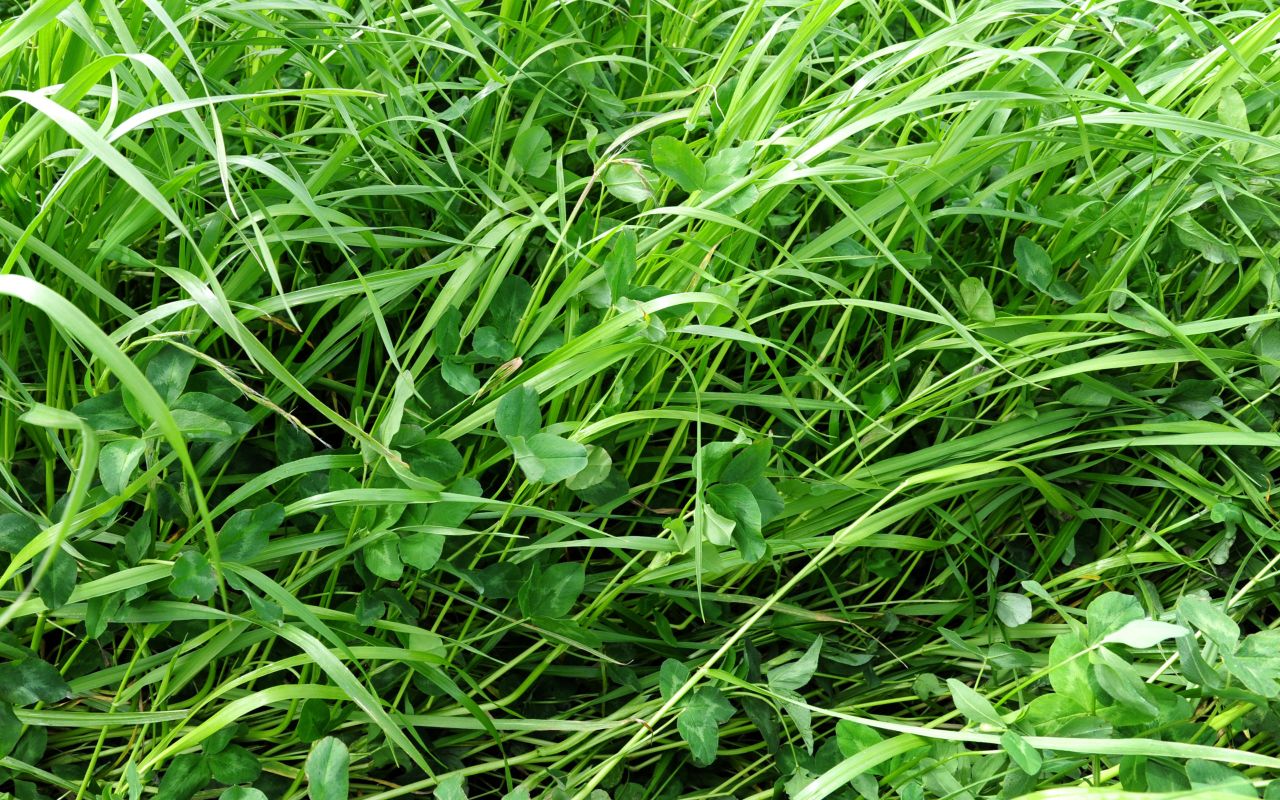 Managing new clover swards on dairy farms
