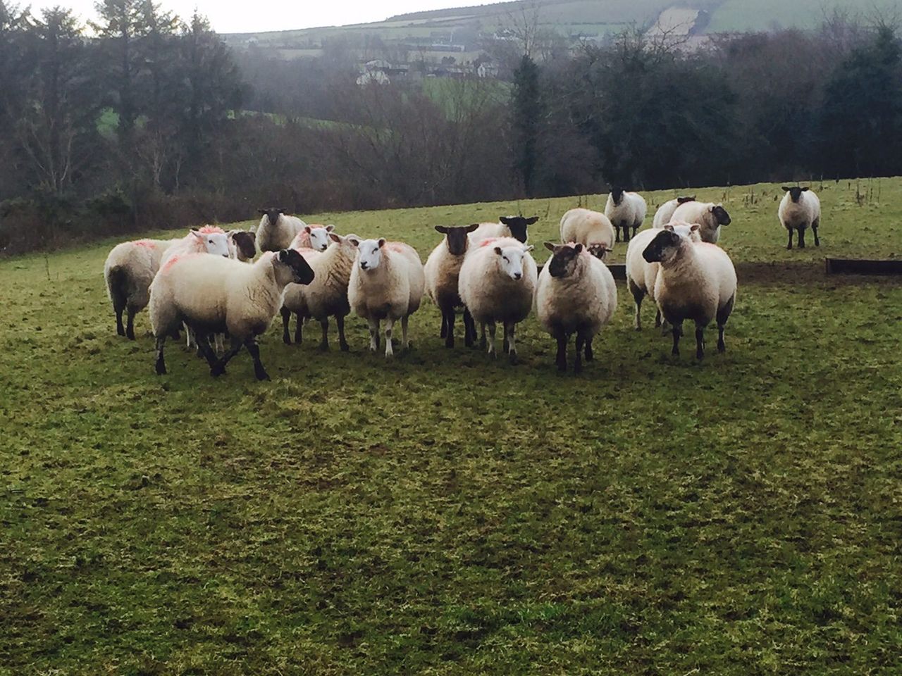 Sheep trade: Spring lamb prices receive a new year's boost
