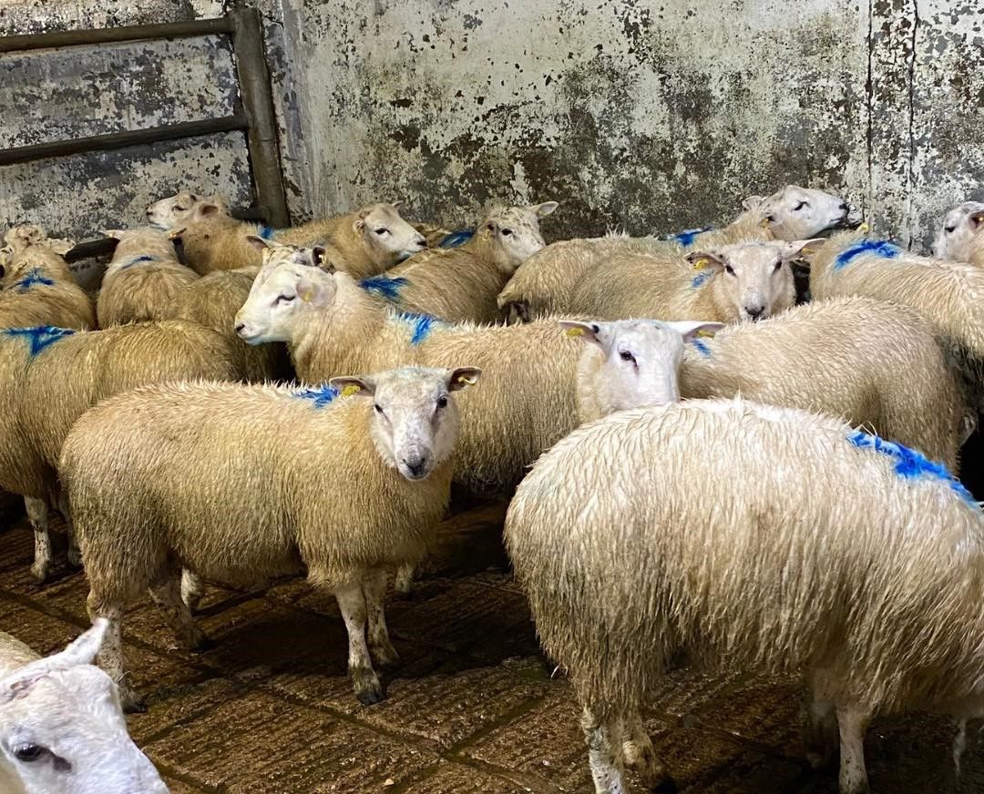 Sheep marts: Factory and butcher lambs in 'good demand'