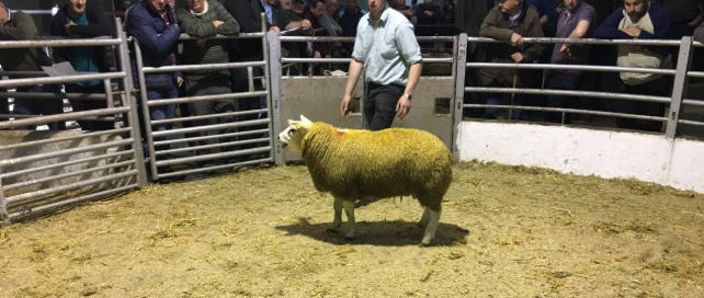 Multi-breed ram sale takes place at Tullow Mart