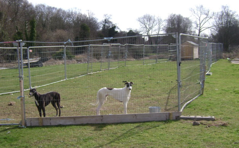 Department expresses 'deep concern' at issues highlighted in greyhound sector