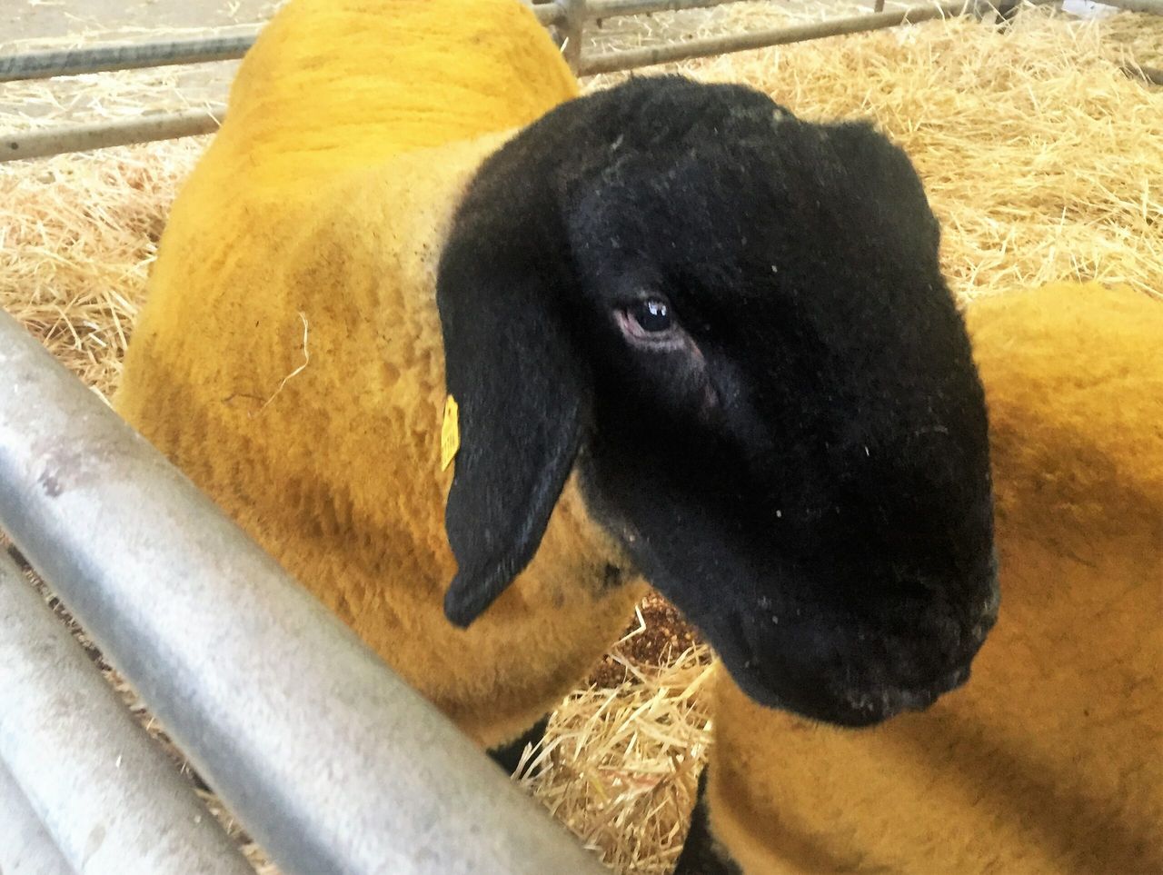 Sheep focus: The future of Suffolk sheep's in good hands