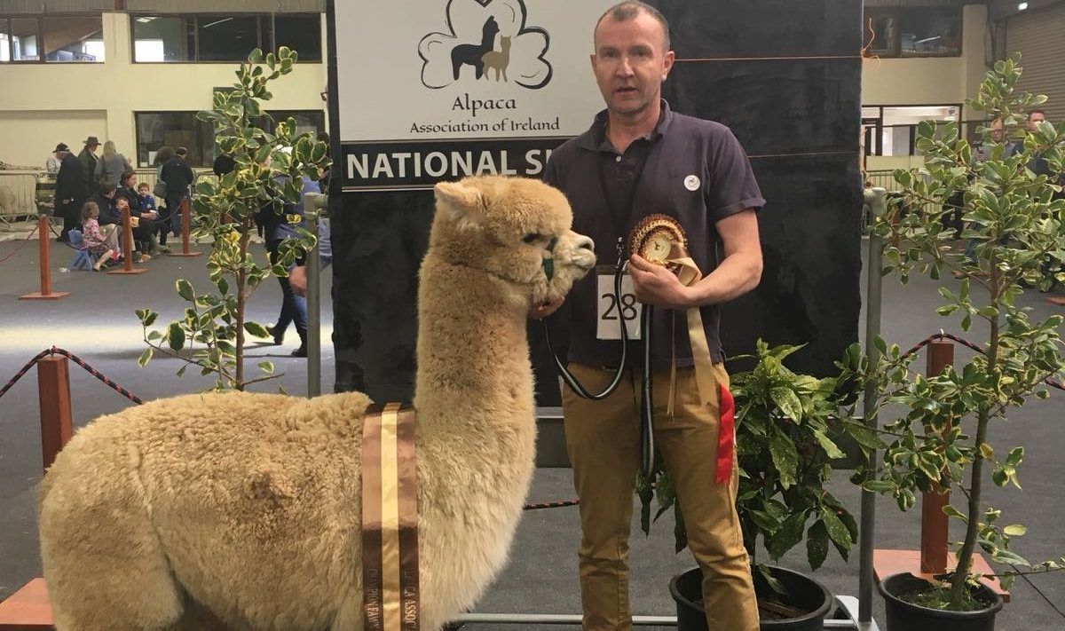 'Massive interest' as alpaca association hosts fleece show