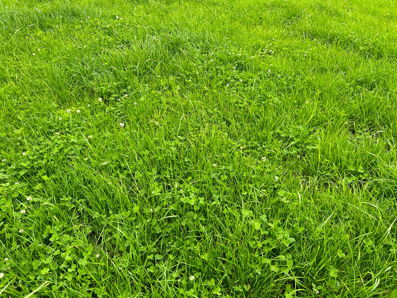 Grass growth: Grazing conditions pose the biggest challenge
