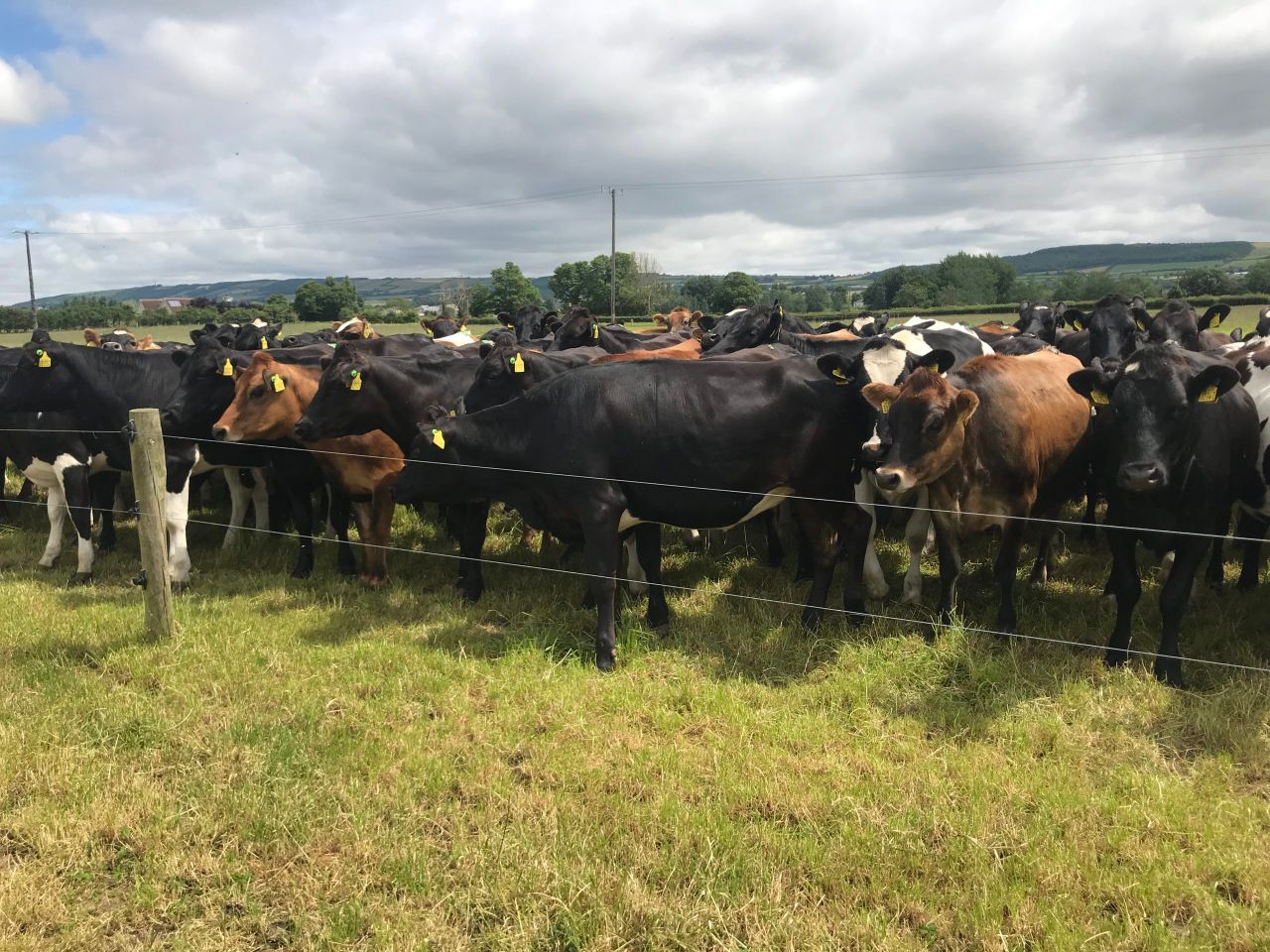 Contract rearing: Is it an option for your farm?