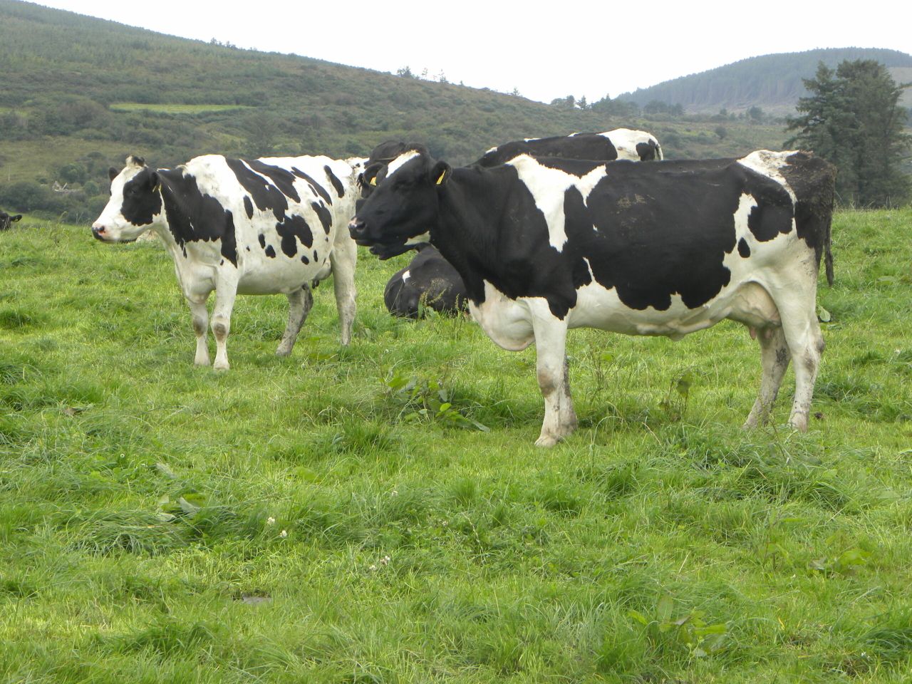 Glanbia use stability fund to offset 2cpl August milk price cut