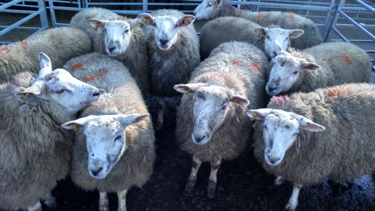 Ireland only 'scratching the surface' on live sheep export potential