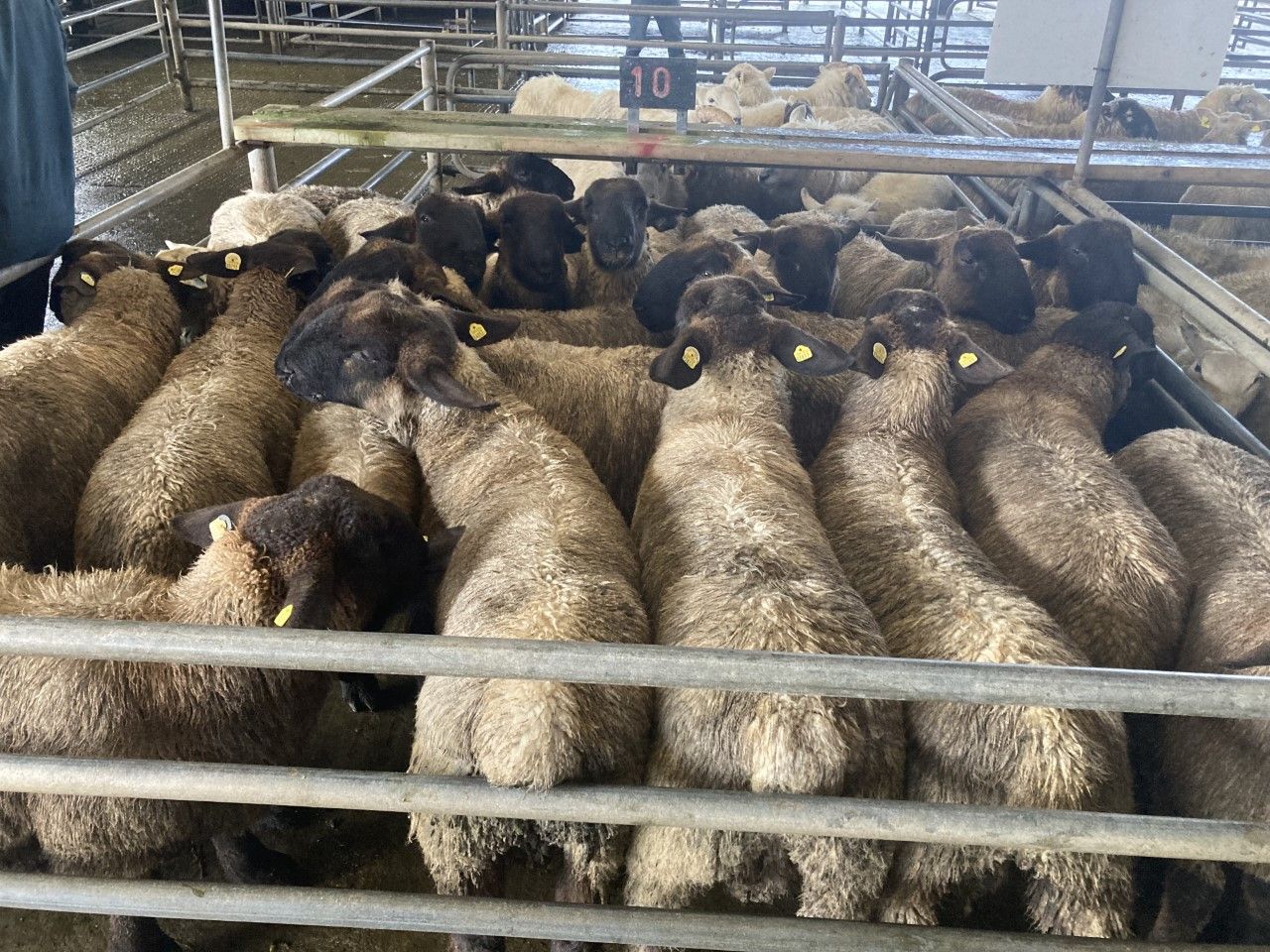 Sheep kill: Throughput for last week surpasses 52,000 head