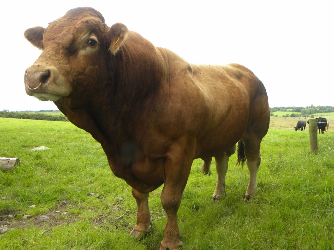 Beef-sired heifer calves from dairy herd have 'many benefits'