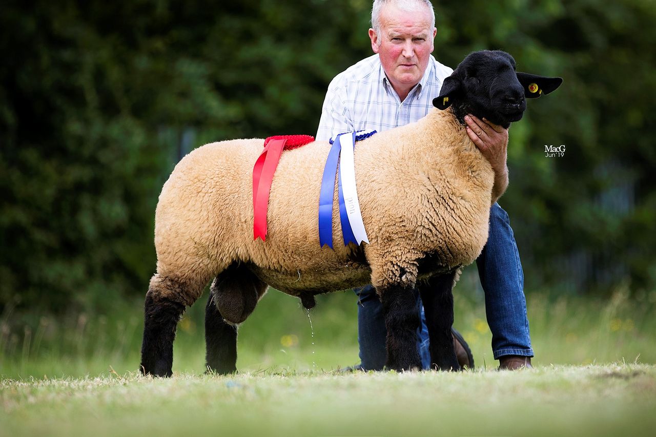 Winners announced at national Suffolk sheep championships in Kilkenny