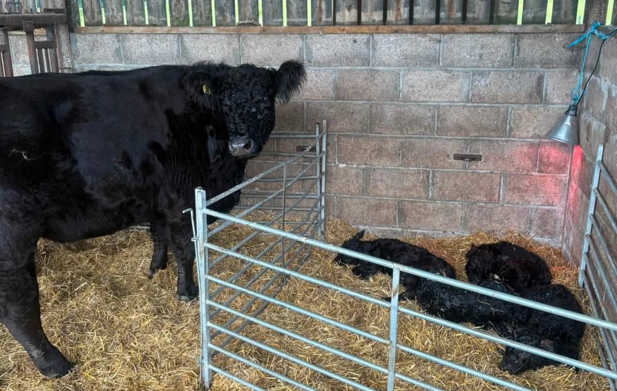 Political of Balgray with her quadruplets Source: Galloway Cattle Society 