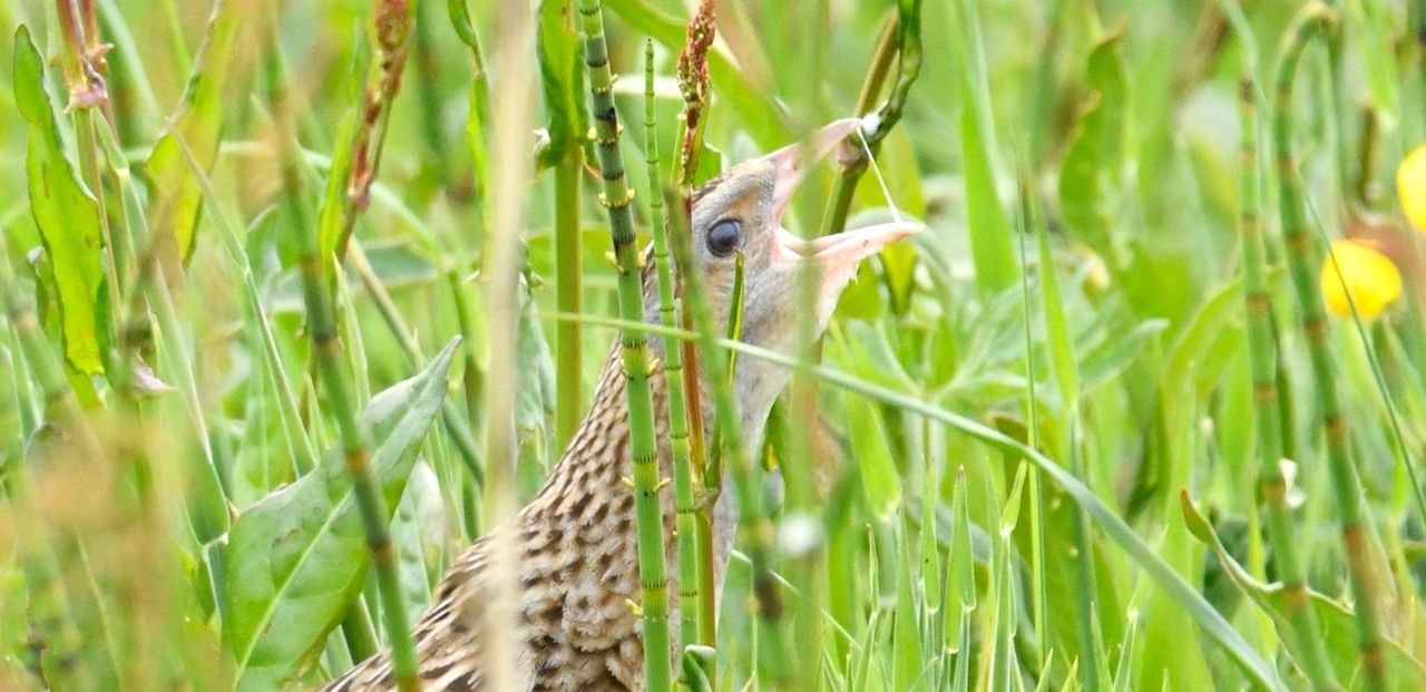 Corncrake numbers rising as a result of conservation measures - ecologist