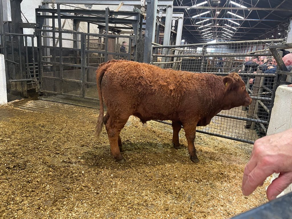 This 640kg Limousin bullock sold for €1,770 or €2.77/kg