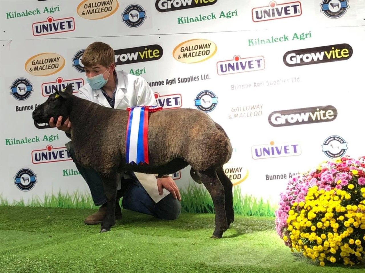 Irish Blue Texel premier show and sale set for this Saturday in Carrick-On-Shannon