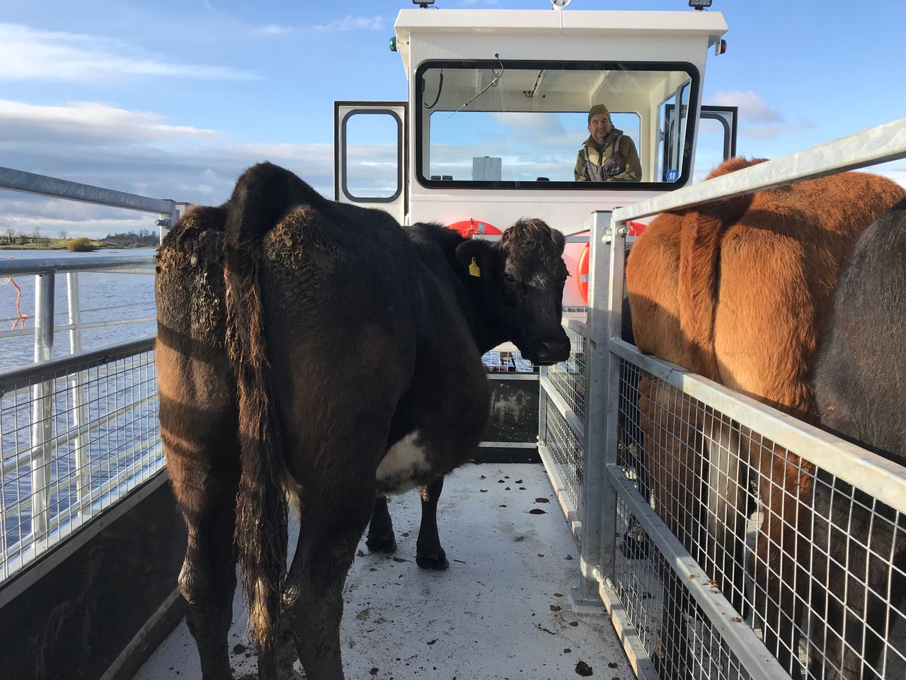 New custom-made 'cot' to carry livestock between islands on Lower Lough Erne