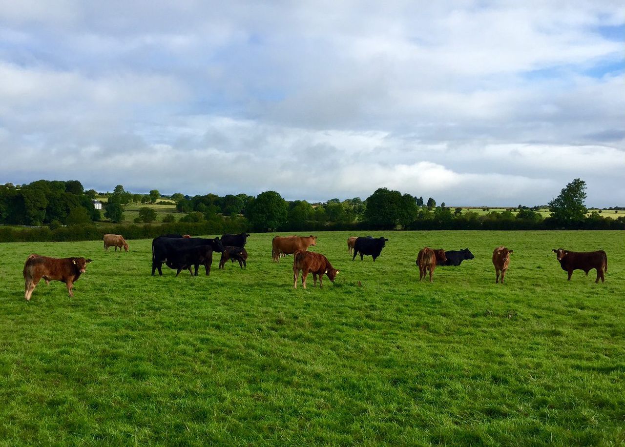 2040 emissions cut: EU farmer group lauds 'dialogue' with sector