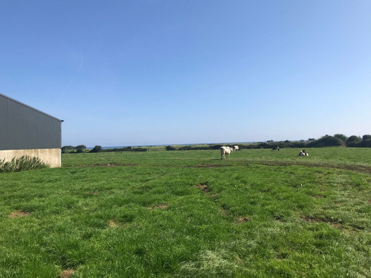 Dairy Focus: 40 years of breeding at Tubbertoby Holstein